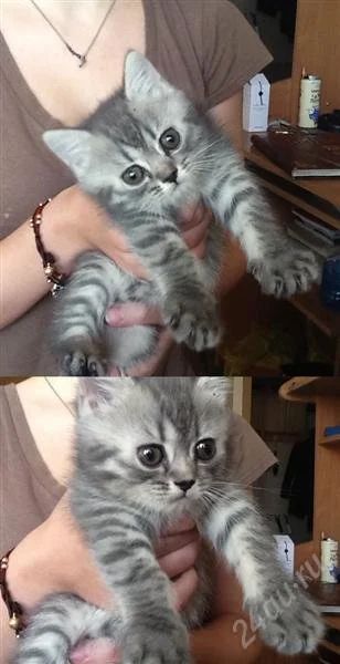 Лот: 2233102. Фото: 1. Котенок британский. Кошки, котята