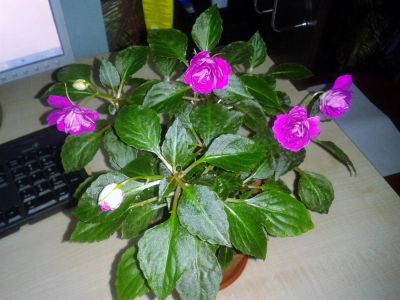 Лот: 3243472. Фото: 1. Бальзамин Purple Pinata Сорт -... Горшечные растения и комнатные цветы