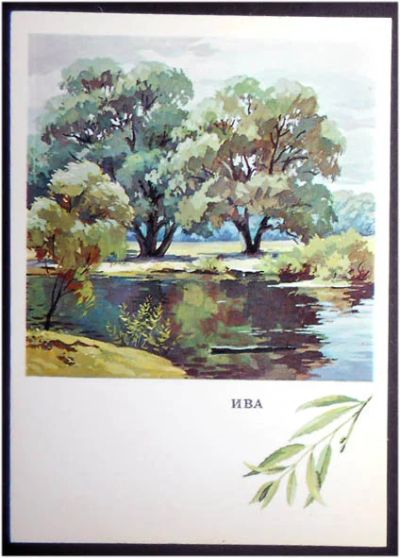 Лот: 7695035. Фото: 1. Открытка Богачев. Русский лес... Открытки, конверты