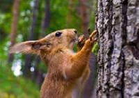 Лот: 3980577. Фото: 1. Земельный участок в п. Кедровый... Земельные участки