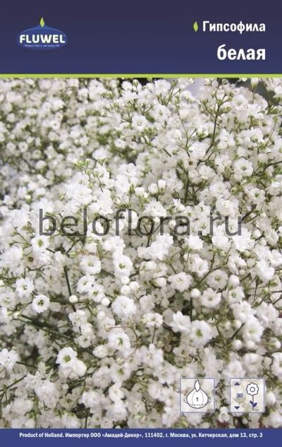 Лот: 15770342. Фото: 1. Гипсофила Белая Паникулята / Paniculata... Садовые цветы