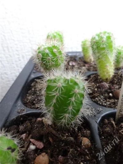 Лот: 2520950. Фото: 1. Кактус Parodia paraquensis. Горшечные растения и комнатные цветы