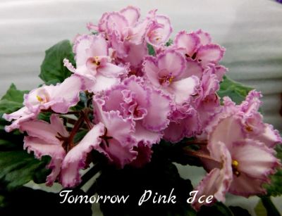 Лот: 6047582. Фото: 1. Фиалка сортовая Tomorrow Pink... Горшечные растения и комнатные цветы