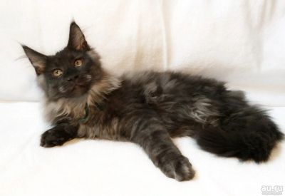 Лот: 13013933. Фото: 1. Чистокровный Мейн-кун с родословной... Кошки, котята