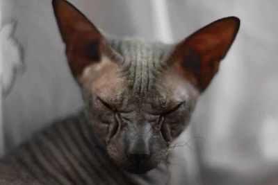 Лот: 3399846. Фото: 1. кот донского сфинкса. Кошки, котята
