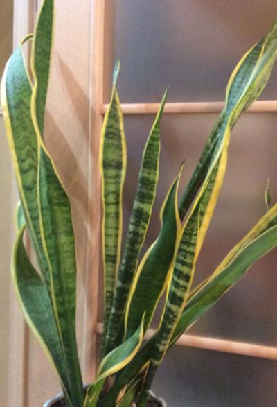 Лот: 8374145. Фото: 1. Сансевиерия (Щучий хвост). Sansevieria... Горшечные растения и комнатные цветы
