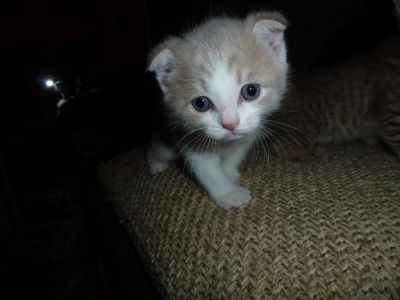 Лот: 5366579. Фото: 1. вислоухий шотландец. Кошки, котята