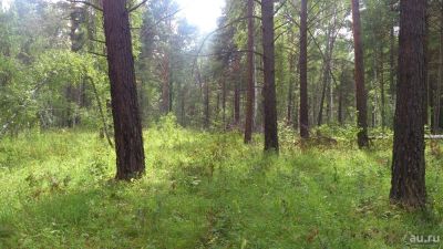 Лот: 8461963. Фото: 1. участок в сосновом бору. Земельные участки