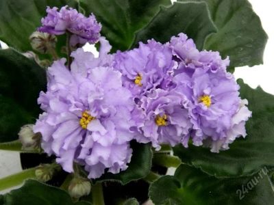 Лот: 5733010. Фото: 1. Фиалка ЛЕ-Сиреневая Нежность -... Горшечные растения и комнатные цветы