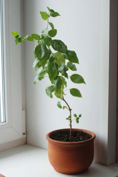 Лот: 5458344. Фото: 1. Фуксия Alfred Fuhrmann. Горшечные растения и комнатные цветы