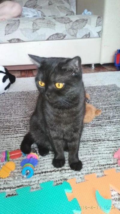 Лот: 11330901. Фото: 1. Кошка. Кошки, котята