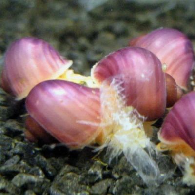 Лот: 20619849. Фото: 1. Розовые Ампулярии - улитки санитары... Моллюски, ракообразные, кораллы