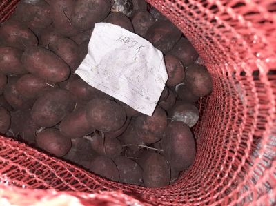 Лот: 20182401. Фото: 1. Среднеранний картофель Маяк. Овощи
