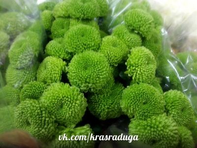 Лот: 4068655. Фото: 1. цветы. Свежие цветы