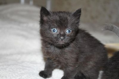 Лот: 6325293. Фото: 1. Милые пушистые умные котята. Кошки, котята