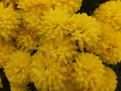 Лот: 7258828. Фото: 1. Хризантема "Branbeach Sunny... Садовые цветы