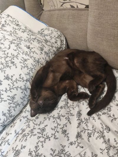 Лот: 24592552. Фото: 1. Отдам котика в хорошие добрые... Кошки, котята