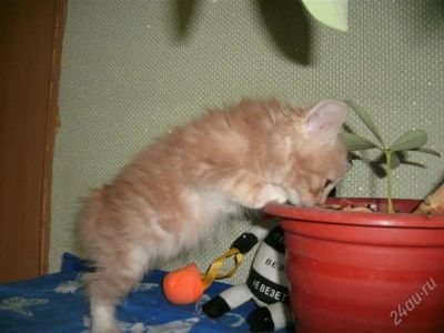 Лот: 2157496. Фото: 1. курильский бобтейл мальчик 2. Кошки, котята