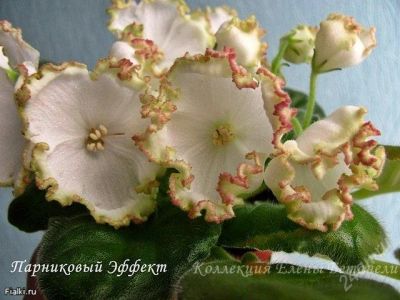 Лот: 1854820. Фото: 1. лист фиалки парниковый эффект. Горшечные растения и комнатные цветы
