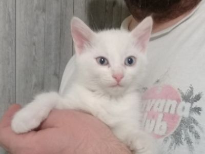 Лот: 13213959. Фото: 1. Котенок белый красивый. Кошки, котята