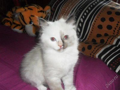 Лот: 1714492. Фото: 1. Котенок. Кошки, котята