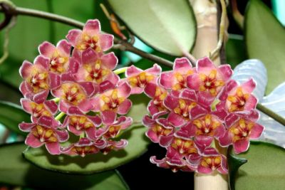 Лот: 11089969. Фото: 1. Хойя Hoya davidcummingii. Горшечные растения и комнатные цветы
