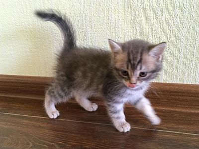 Лот: 10075710. Фото: 1. Кошки. Корма