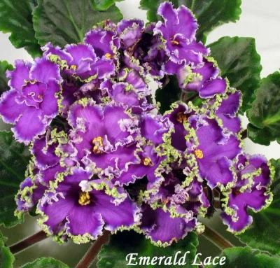Лот: 4500827. Фото: 1. Детка фиалки Emerald Lace (J... Горшечные растения и комнатные цветы