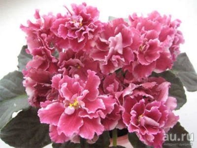 Лот: 13650884. Фото: 1. Сенполия Зивай( К. Морев) Ук лист... Горшечные растения и комнатные цветы