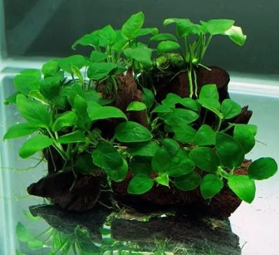 Лот: 9872392. Фото: 1. Анубиас карликовый Бартери Бонсай... Водные растения