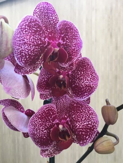 Лот: 14028195. Фото: 1. Орхидея 4. Горшечные растения и комнатные цветы