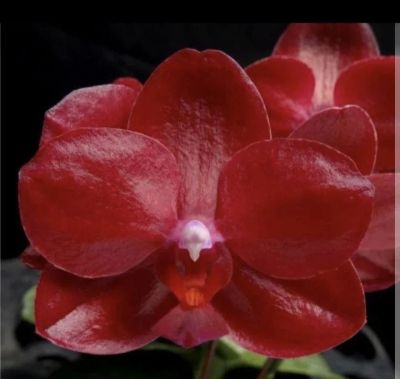 Лот: 17672618. Фото: 1. Орхидея Фаленопсис,90,Haur Jih... Горшечные растения и комнатные цветы