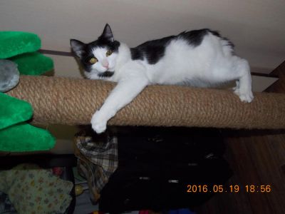 Лот: 7565846. Фото: 1. отличный котик. Кошки, котята