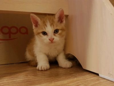 Лот: 12296908. Фото: 1. Котята в добрые руки. Кошки, котята