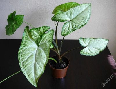 Лот: 1663509. Фото: 1. Сингониум 2. Горшечные растения и комнатные цветы