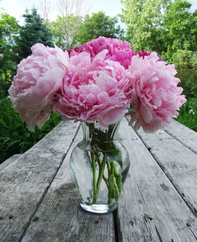 Лот: 7453685. Фото: 1. Саженцы "Пионы" махровые, розовые... Садовые цветы
