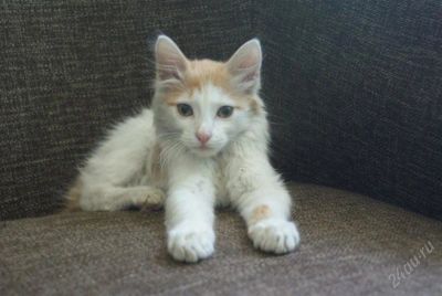 Лот: 1882826. Фото: 1. отдам котенка в хорошие руки. Кошки, котята