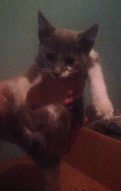 Лот: 8238409. Фото: 1. Отдам котенка. Кошки, котята