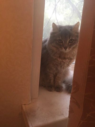 Лот: 10247978. Фото: 1. кошка. Кошки, котята