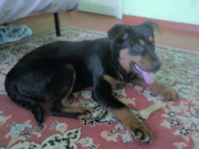 Лот: 4967997. Фото: 1. Щенка в добрые заботливые руки... Собаки, щенки