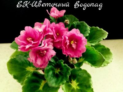 Лот: 8432809. Фото: 1. Фиалка сортовая ЕК-Цветочный Водопад... Горшечные растения и комнатные цветы