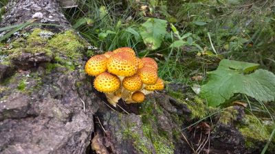 Лот: 3525853. Фото: 1. земельный участок д.Бугачево. Земельные участки