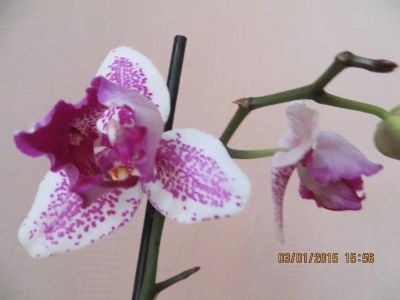 Лот: 9290427. Фото: 1. детка орхидеи -2 Prinze Pirate... Горшечные растения и комнатные цветы
