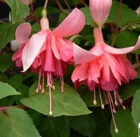 Лот: 20008161. Фото: 1. Фуксия Peachy. Горшечные растения и комнатные цветы