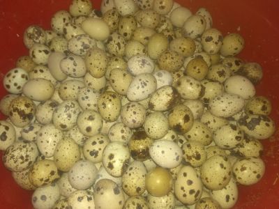 Лот: 15218416. Фото: 1. Яйцо перепелов. Мясо, птица, яйцо