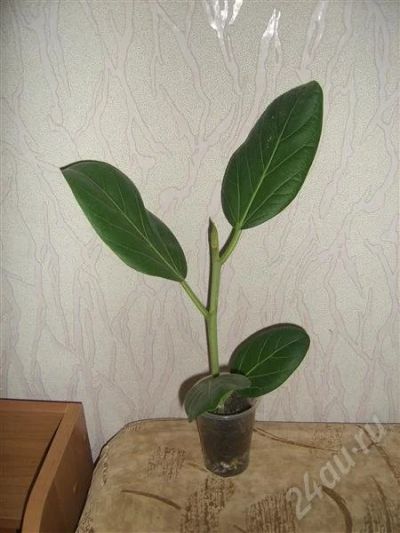 Лот: 721016. Фото: 1. .фикус. Горшечные растения и комнатные цветы