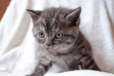 Лот: 17675348. Фото: 1. Шотландские котята (прямоухие... Кошки, котята