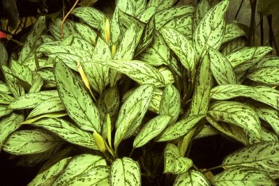Лот: 11196761. Фото: 1. Аглаонема (Aglaonema Silver King... Горшечные растения и комнатные цветы