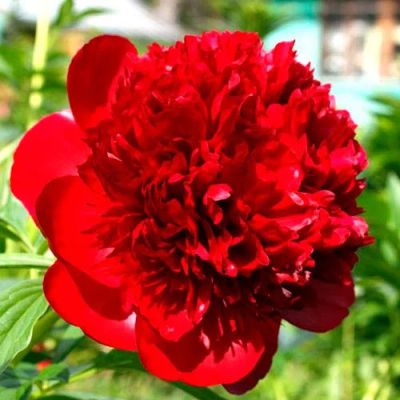 Лот: 11562654. Фото: 1. Пион Red (Красный). Садовые цветы