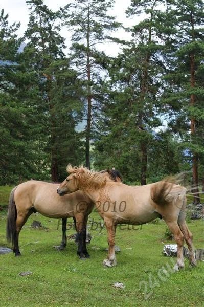 Лот: 341226. Фото: 1. Фотокартина-отличный подарок... Фотографии